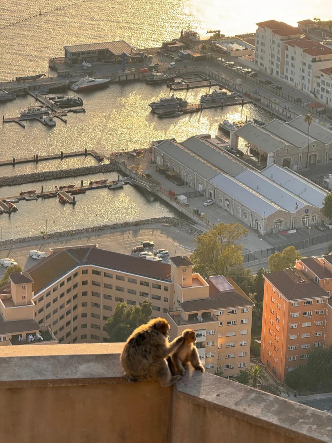 Dwa makaki berberyjskie siedzące na murku nad portem Gibraltaru o zachodzie słońca