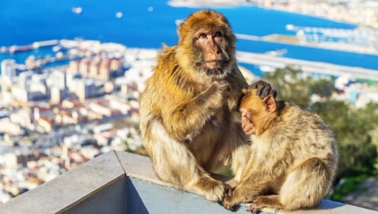 Gibraltar: wjazd minibusem na Skałę, Jaskinia św. Michała i spotkanie z makakami